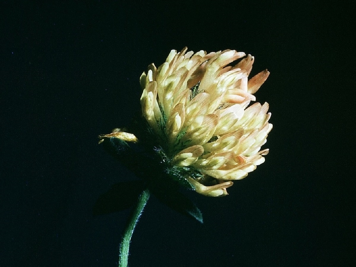 Trifolium pratense var. villosum (Fabaceae)